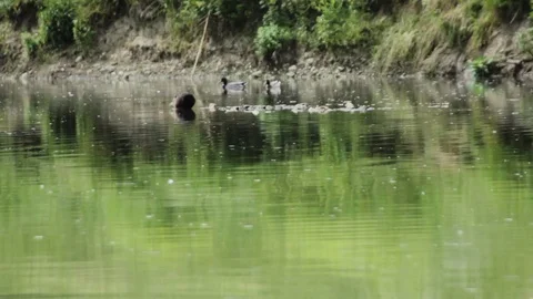 Ducks and ducklings on the river Stock Footage 75061332