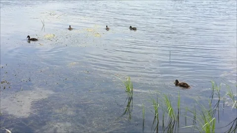 Ducks and ducklings swim in the river and get food 動画素材 312250197