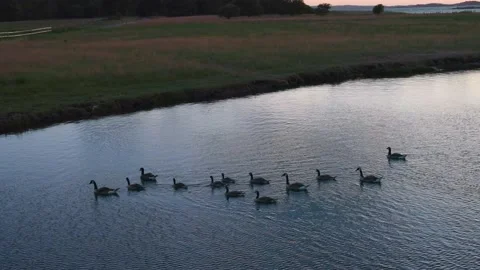 Ducks and ducklings swimming in blue hour in Swedish summer sunset Stock Footage
