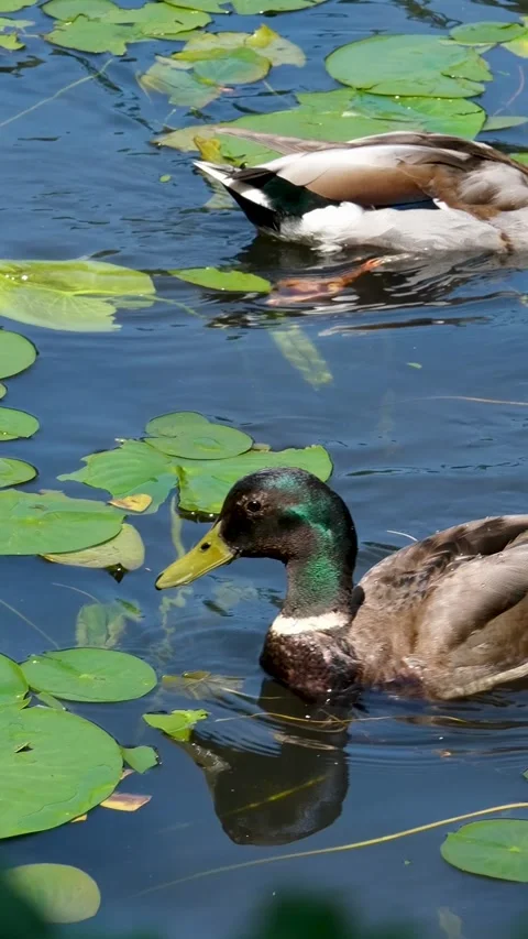 Ducks and ducklings swimming through a secluded lily pad pond in lush greenery Stock Footage 303487202