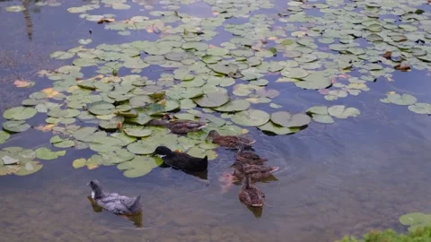 Ducks and fish in lily pad pond Видео 340666998
