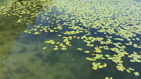 Ducks and Fish by Lily Pads Opening to Scenic Abant Lake Stock Footage 345519894