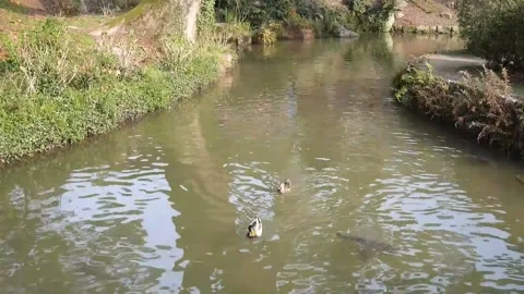 Ducks and fish swimming in a stream Stock Footage 164515559