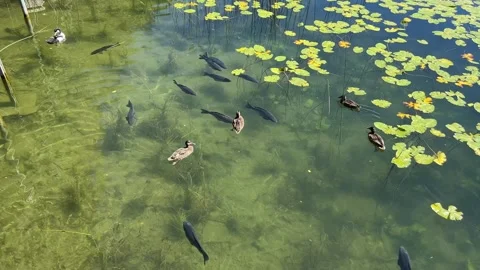 Ducks and Fish Swimming Together in Clear Lake Water Stock Footage 345519909