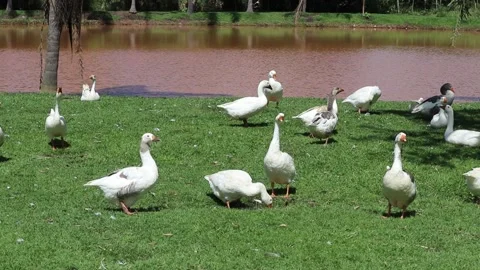 Ducks and Gancos in the Lagoon Stock-Footage 229733314