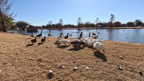 Ducks and Geese-02 스톡 동영상 259311853