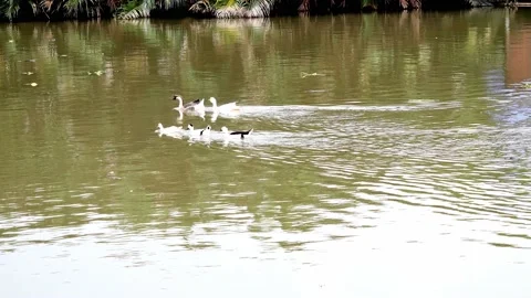 Ducks and geese float and swim in the canal Stock Footage 132937392