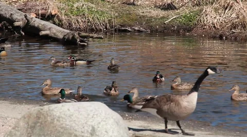 Ducks and Geese Video stock 2785248