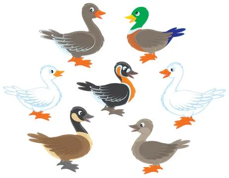 Ducks and geese Stock Illustration