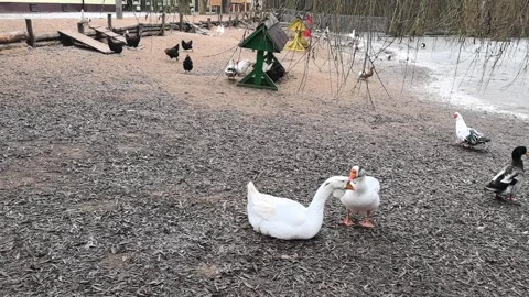 Ducks and geese interact in a park setting during a chilly day in early spring Stock Footage 329465533