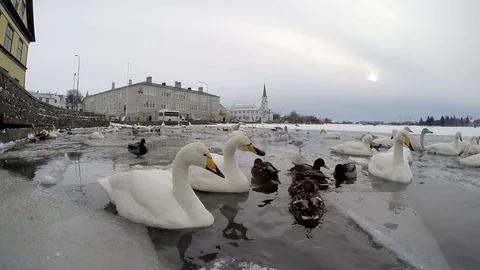 Ducks and geese on the lake. Ducks and geese on the lake in Reykjavik, Iceland Stock Footage 118240782
