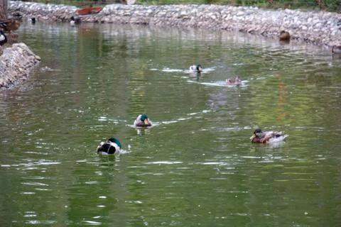 Ducks and geese Stock Photos