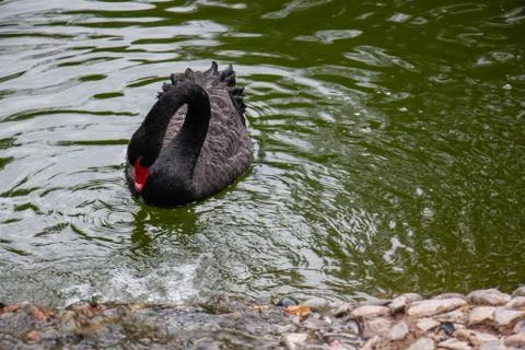 Ducks and geese Stock Photos