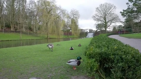Ducks and Geese Resting Beside Leeds Castle Pond Stock Footage 337651365