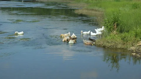 Ducks and geese on a river 库存影片 99900754