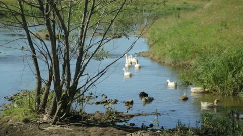 Ducks and geese on a river Stock Footage 99904169