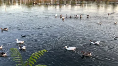 Ducks and geese on the river. Stock Footage
