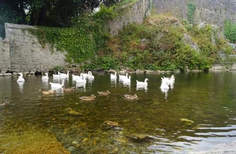 Ducks and geese in the river Stock Photos