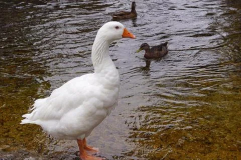 Ducks and geese in the river Stock Photos