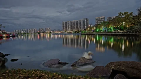 Ducks and geese swimming Stock Footage 319838503