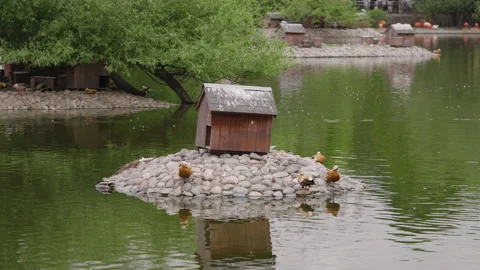 Ducks and geese in the zoo Vidéo 155352169