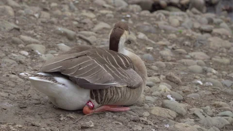 Ducks and geese in the zoo Video stock 155353366