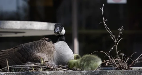 Ducks And Goose In Spring Time Vídeo Stock 113468719