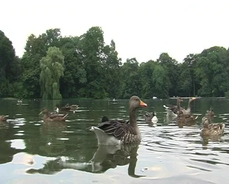 Ducks and Gooses 库存影片 84487