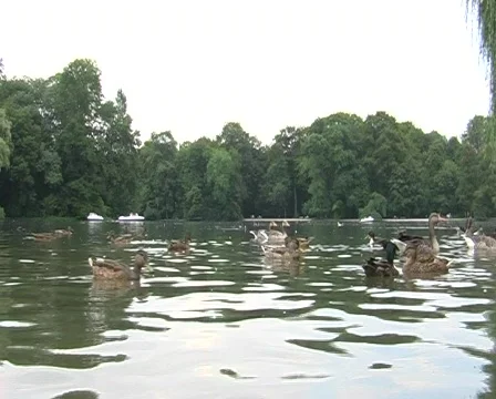 Ducks and Gooses Stock Footage 84494