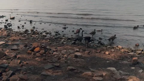 Ducks and Gooses Video stock 159260241