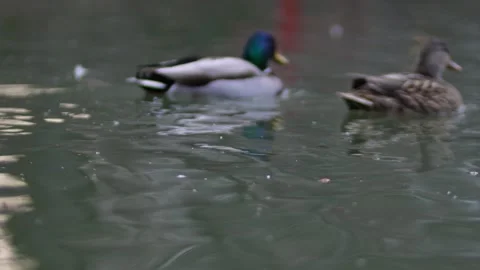 Ducks and gooses Stock Footage 240353439