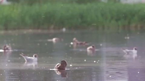 Ducks and gulls drift on evening lake surface. Wildlife scene of birds habit Stock Footage 79477690