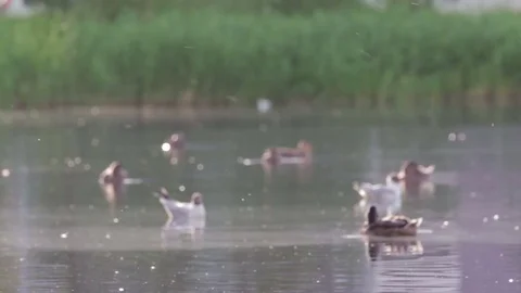 Ducks and gulls drift in summer evening lake. Wildlife scene of birds habit Stock Footage 79477685