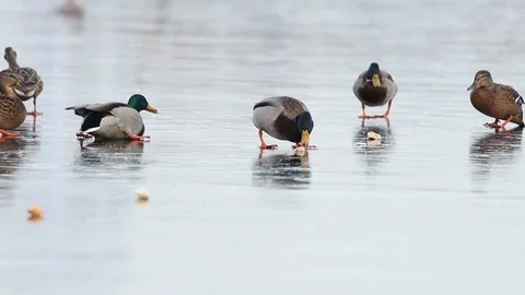 Ducks and gulls on slippery ice collect bread Stock Footage 123604997