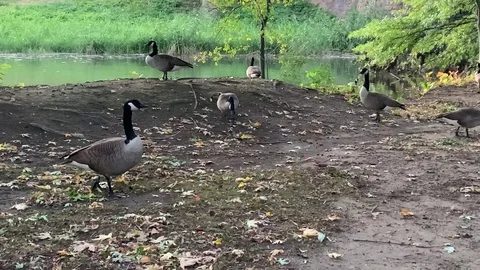 Ducks and Lagoon 3 Stock Footage 121120893