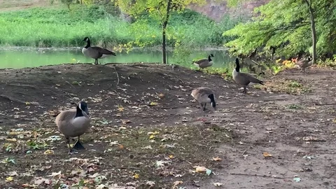 Ducks and Lagoon 5 Stock Footage 121115352