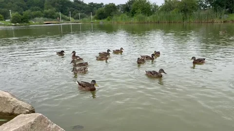 Ducks and large fish feeding together in an artificial pond Stock Footage 341721752