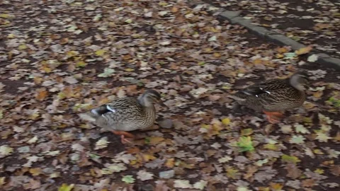 Ducks and Leaves 스톡 동영상 82116636