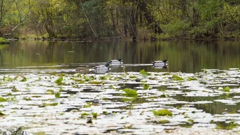 Ducks and lily pads 2 Stock Footage 82322354