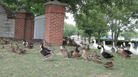 Ducks and More ducks Vidéo 8547532