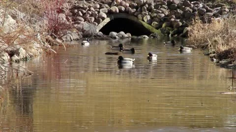 Ducks and Muskrat in Small River Stock Footage