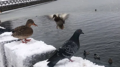 Ducks and pigeons being fed on river bank in winter during snow fall Stock Footage 100225411