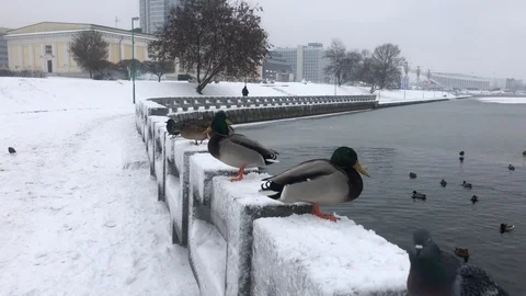Ducks and pigeons being fed on river bank in winter. Minsk, Belarus Stock Footage 100225441