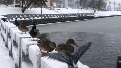 Ducks and pigeons being fed on river bank in winter. Minsk, Belarus Stock Footage 100225526
