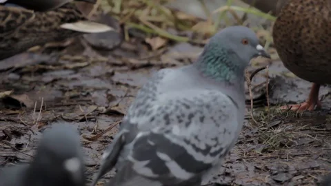 Ducks and pigeons fighting for bread on the coast of river Video stock 96118228