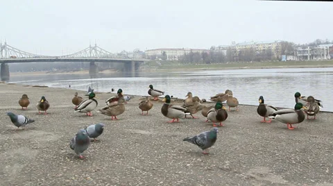 Ducks and pigeons Stock Footage 34344079