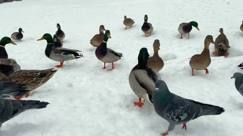 Ducks and pigeons on the snow Video stock 228989627