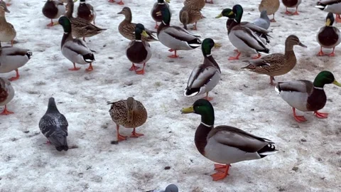 Ducks and pigeons walk through the snow. Stock Footage 171546568