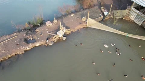 Ducks and pond Stock Footage 267417450