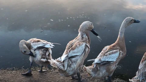 Ducks and puddles Stock-Footage 263832699